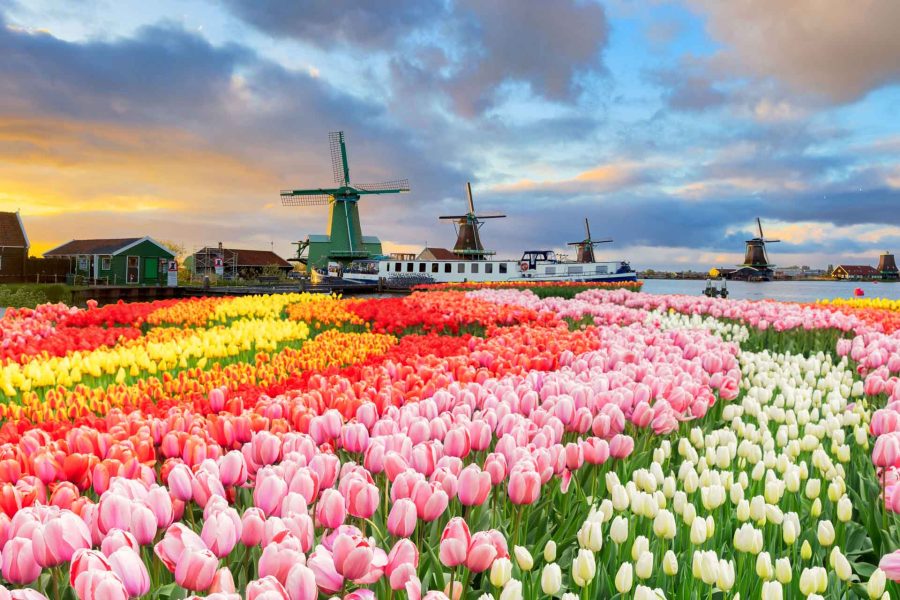 How to Obtain Netherlands Citizenship